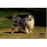 Ringo D'amour de la Barbottiere 12 kg 40 cm