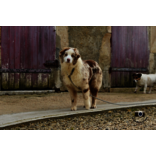 Albane Femelle rouge merle