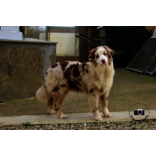 Albane Femelle rouge merle