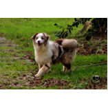 Albane Femelle rouge merle