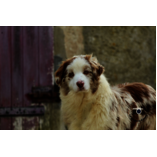 Albane Femelle Rouge Merle 