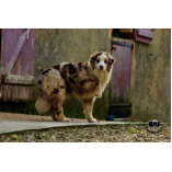 Albane Femelle rouge merle