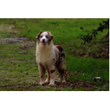 Albane Femelle Rouge Merle 