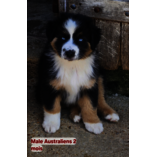 Male noir tricolore yeux bleus DISPONIBLE 