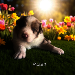 Male Rouge Merle DISPONIBLE 