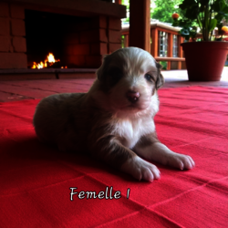 Femelle rouge merle N°1 DISPONIBLE 