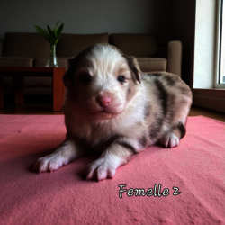 Femelle Rouge merle N°2 DISPONIBLE 