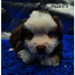 Male  rouge tricolore yeux bleus DISPONIBLE 