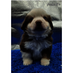 Male rouge tricolore yeux bleus DISPONIBLE 