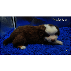 Male  rouge tricolore yeux bleus. DISPONIBLE 