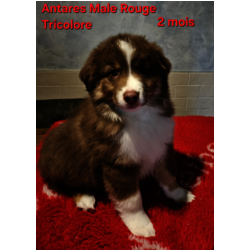 Superbe Male rouge tricolore  DISPONIBLE 