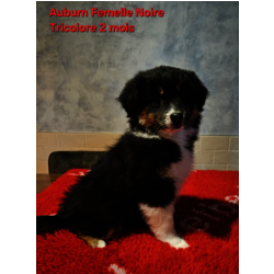 Femelle Noire Trcolore 