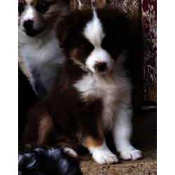 Femelle rouge tricolore yeux bleue DISPONIBLE 
