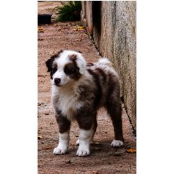 Mâle Rouge Merle 