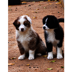 Mâle Rouge Merle et Femelle Noire Bicolore 