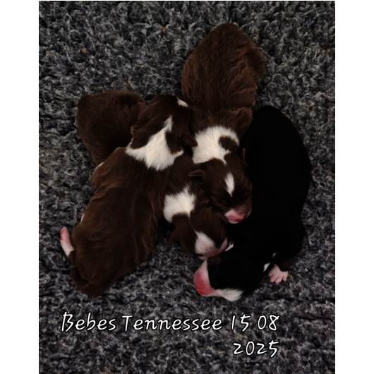 2 Femelles Rouge Bicolore 1 Femelle Noire tricolore et 1 Male Rouge tricolore DISPONIBLE 